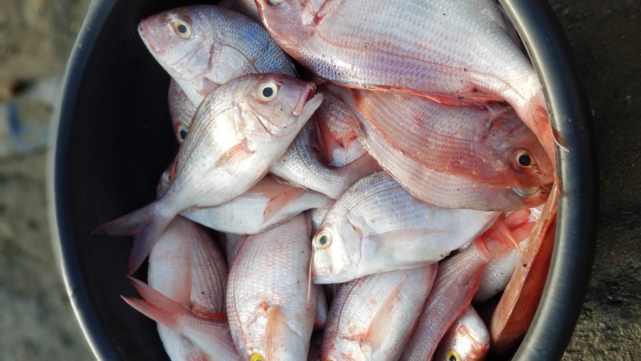 Shore Fresh Red Fish 2kg (Descaled) Ghana’s Foremost Online Grocery